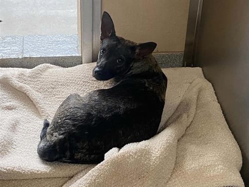 BAILEY - Chihuahua for adoption in Garden Grove