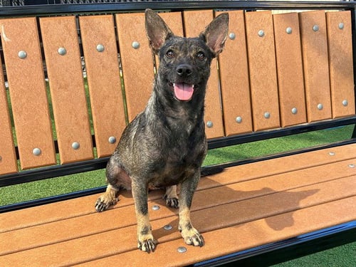 BAILEY - Chihuahua available for adoption