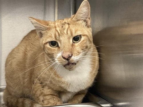 KNUCKLEBALL - Domestic Short Hair available for adoption