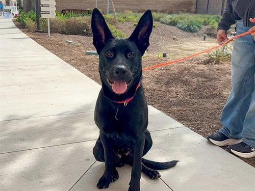 ELVIRA - German Shepherd Dog available for adoption