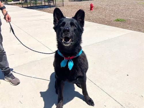 BLUE - German Shepherd Dog available for adoption