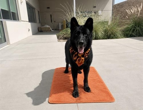BLUE - German Shepherd Dog available for adoption