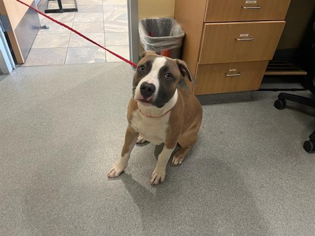 DAWSON - Pit Bull Terrier available for adoption