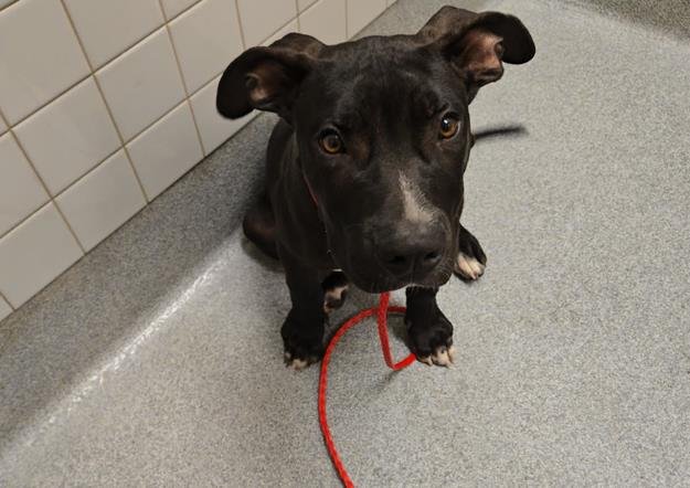 SOPRANO - Pit Bull Terrier available for adoption