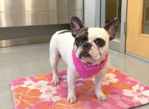 TIGERLILY - French Bulldog available for adoption