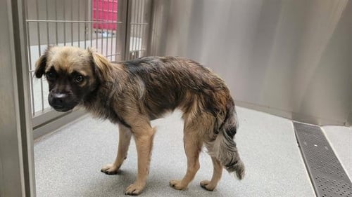 BERGER - Papillon available for adoption