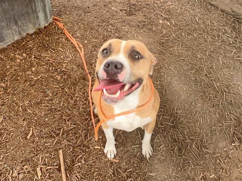 EMPANADA - Pit Bull Terrier available for adoption