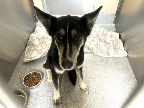 ASPEN - Siberian Husky / Labrador Retriever available for adoption