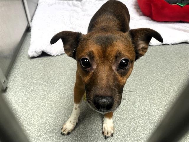 BANJO - Manchester Terrier / Parson Russell Terrier available for adoption