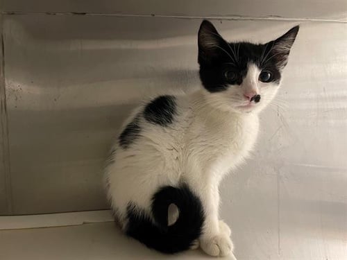 BRENT - Domestic Short Hair available for adoption