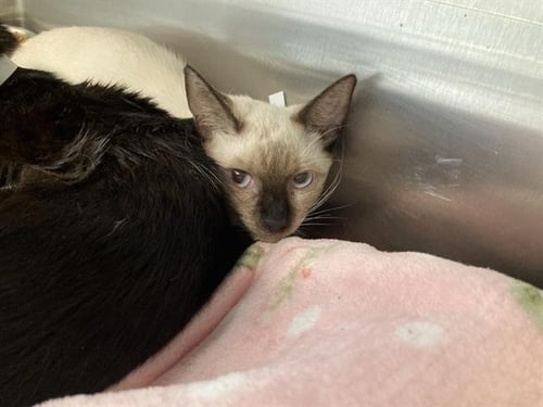ANPAN - Siamese available for adoption