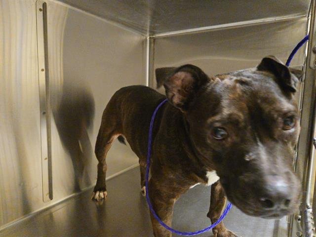 KIKI - Pit Bull Terrier available for adoption