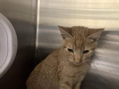 VITTORIO - Domestic Short Hair available for adoption