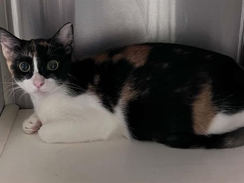 LUNA - Domestic Short Hair available for adoption