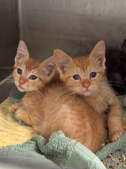 SKYWALKER - Domestic Short Hair available for adoption