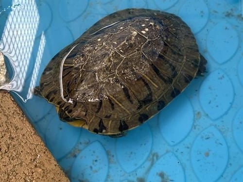 PEBBLES - Turtle available for adoption