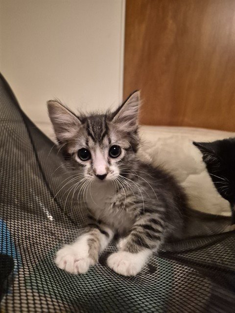 ARNOLD - Domestic Short Hair available for adoption