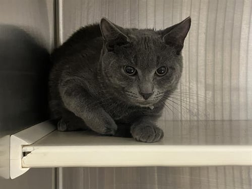 BRUCE CATBELL - Domestic Short Hair available for adoption