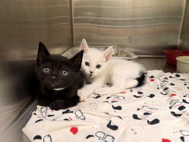 BISQUICK Image
