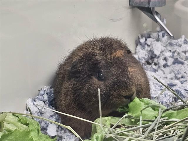 MR. BEAVER - Guinea Pig available for adoption