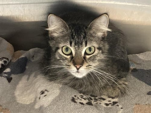 TWEETY - Domestic Medium Hair available for adoption