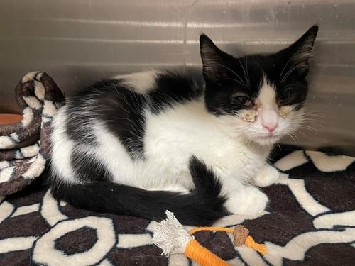 JUDE DUDE - Domestic Short Hair available for adoption