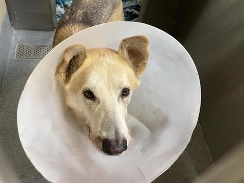 FLYNN - German Shepherd Dog available for adoption