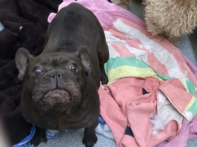 PHIL - French Bulldog available for adoption