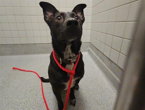 HARMONY - Australian Cattle Dog/Blue Heeler available for adoption