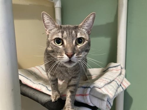 STACY - Domestic Short Hair available for adoption