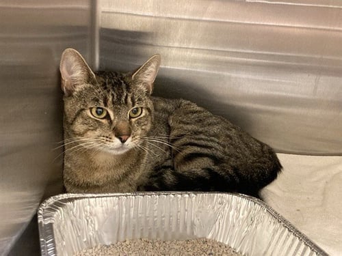 BOO-DINI - Domestic Short Hair available for adoption