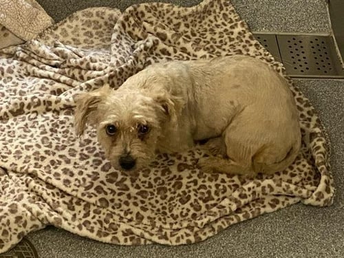 BOGARD - Poodle (Toy) available for adoption