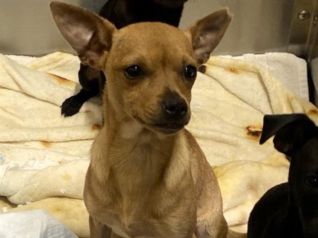 RUBY - Chihuahua available for adoption