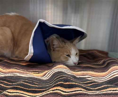 MARY ANNE - Domestic Short Hair available for adoption
