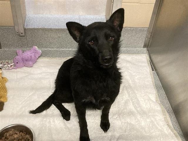 RAVEN - Labrador Retriever available for adoption