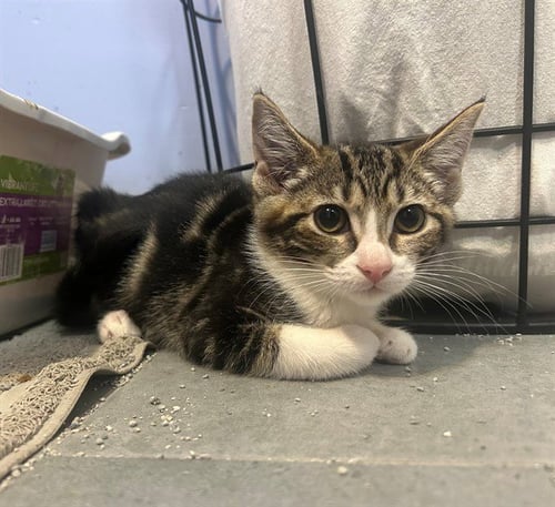 BIGGIE - Domestic Short Hair available for adoption