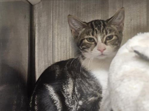 BIGGIE - Domestic Short Hair available for adoption
