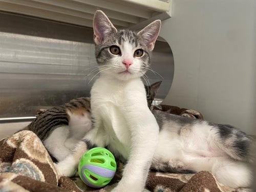 KELLI - Domestic Short Hair available for adoption