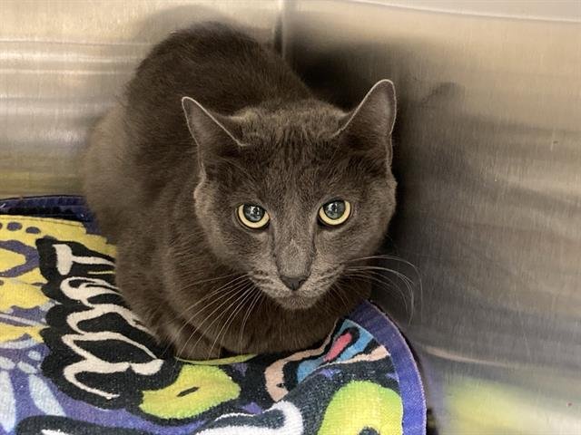 THALIA - Domestic Short Hair available for adoption