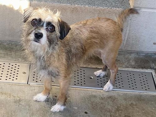 ROSEANNE - Border Terrier available for adoption