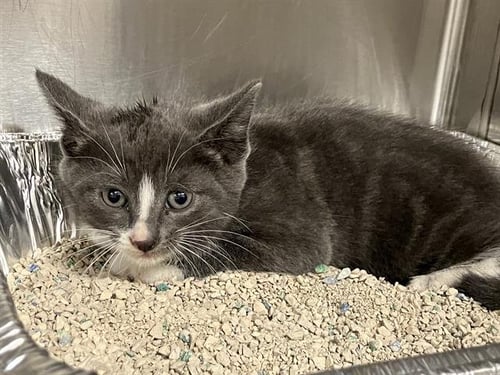 ATLAS - Domestic Short Hair available for adoption