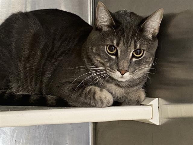 RUGBY - Domestic Short Hair available for adoption