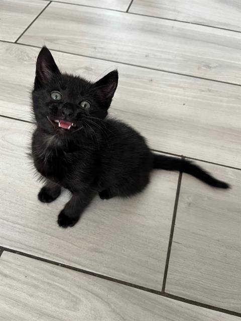 TEDDY - Domestic Short Hair available for adoption