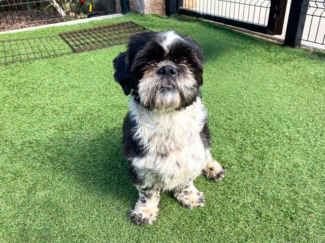 GALVIN - Shih Tzu available for adoption