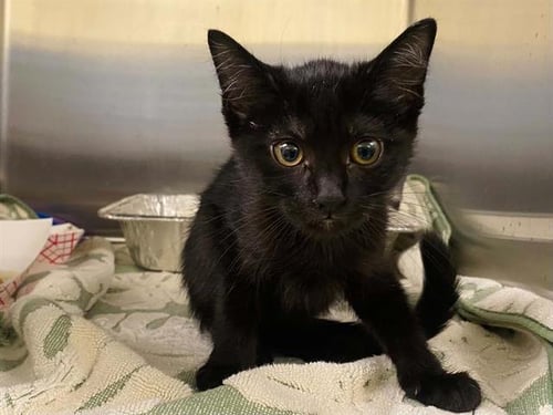 PHIA - Domestic Short Hair available for adoption