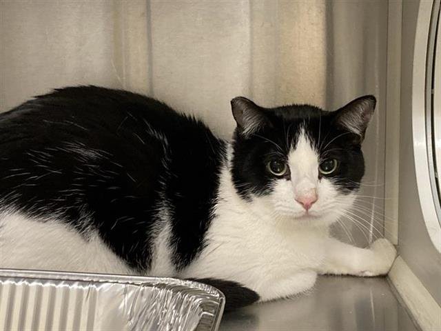 SKYLAR - Domestic Short Hair available for adoption