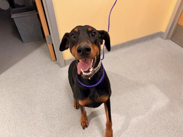PETUNIA - Doberman Pinscher available for adoption