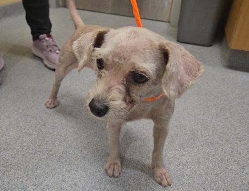 NIKKI - Poodle (Miniature) available for adoption