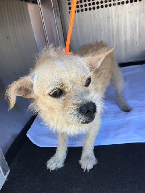 CURLY - Cairn Terrier / Chihuahua available for adoption