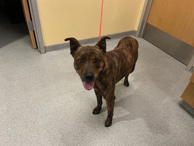 ZION - Pit Bull Terrier available for adoption